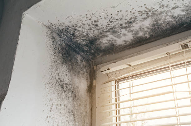 Affordable Hvac And Air Duct Mold Remediation solutions in Manns Choice, PA